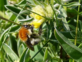 Large Carder Bee (Bombus muscorum), Bull Island, Co. Dublin